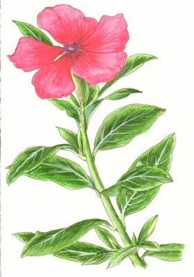 20080615.jpg