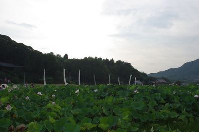 t_IMGP3083.jpg